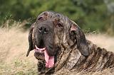 FILA BRASILEIRO 156